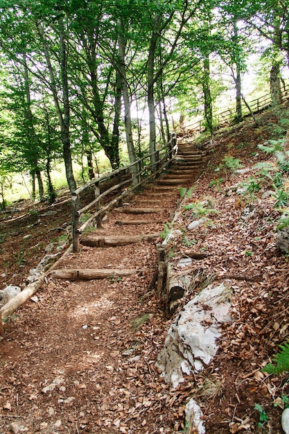 Trilha na floresta da Campânia, Itália
