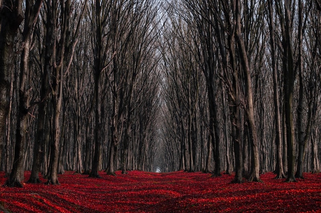 Trilha na floresta de outono com folhagem vermelha