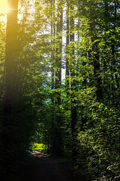 Trilha na floresta em dia ensolarado de verão