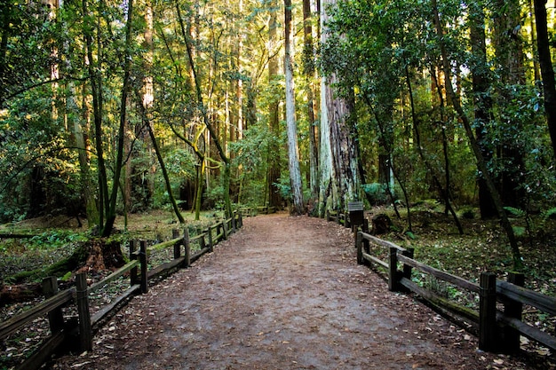 Foto trilha na floresta