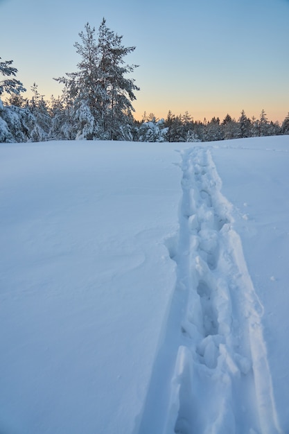 Trilha na neve na floresta de inverno. Copie o espaço.