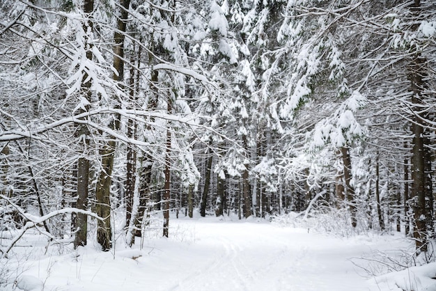 Trilha nevada entre abetos cobertos de neve na floresta de inverno