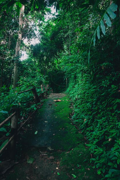 Foto trilha no meio das árvores na floresta