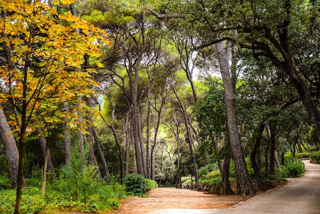 trilha no parque, bosque verde, fresco, local ideal para meditação