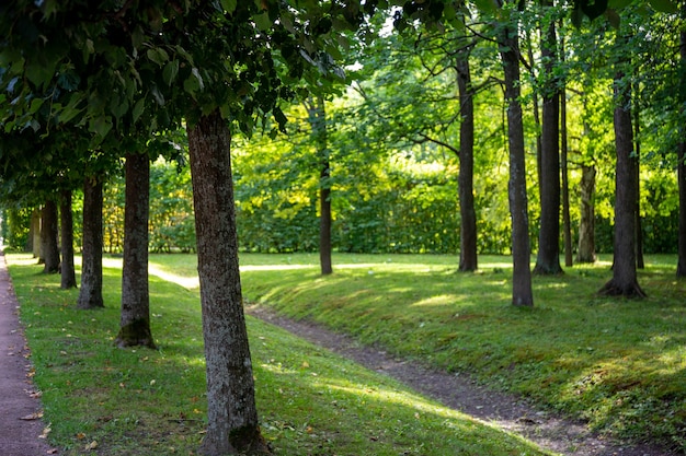 Trilha no parque verde de verão