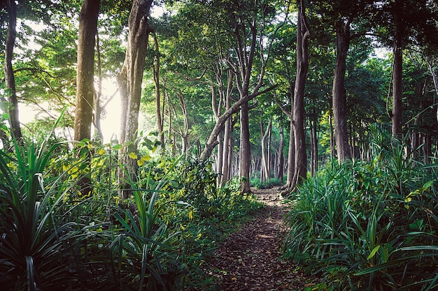 Trilha para caminhada na floresta tropical da Nova Zelândia. trilha da floresta entre as árvores altas e velhas