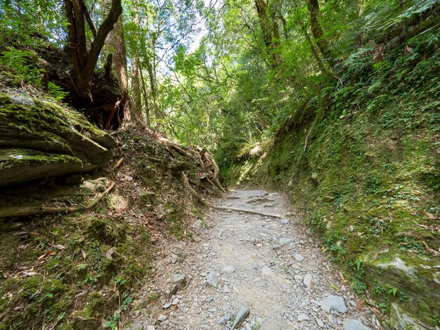 Foto trilha passando pela floresta verde.