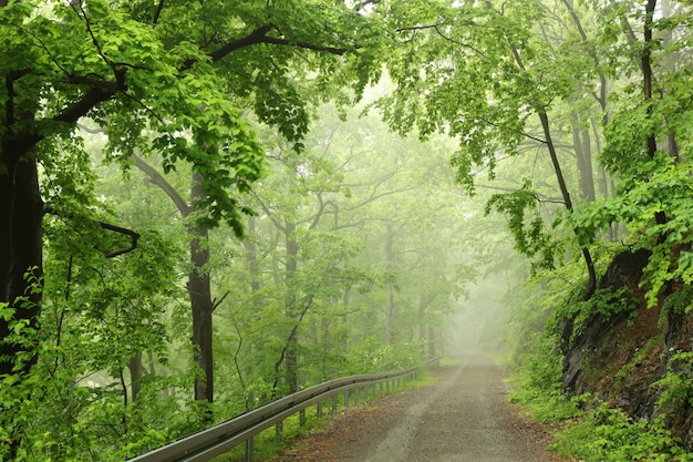 Foto trilha pela floresta da primavera em tempo nublado e chuvoso