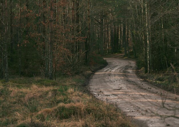 Trilha sinuosa de cascalho florestal em um dia mal-humorado Paisagem florestal europeia