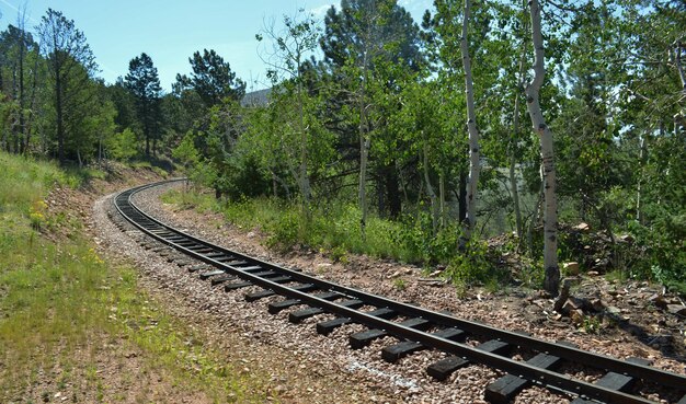 Foto trilhas ferroviárias por árvores na floresta