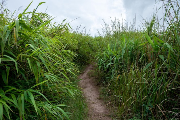 Trilhas para caminhadas nas montanhas gramadas