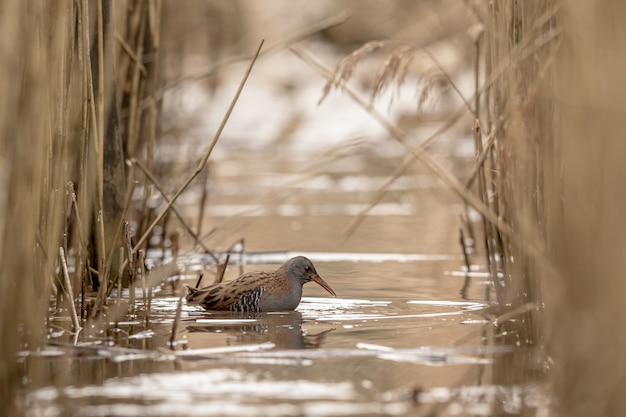 Trilho de água rallus aquaticus à procura de alimento na água entre junco comum, phragmites australis