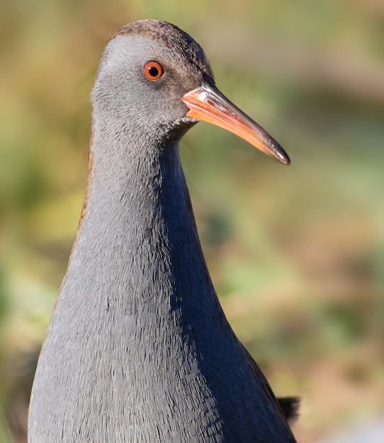 Trilho de água Rallus aquaticus Um pássaro entrou na margem do rio