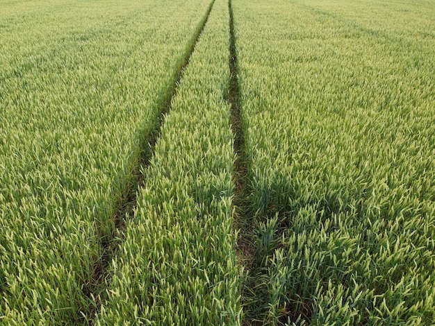 Trilhos de trator são arados em um campo de trigo Colheita de trigo em crescimento verde