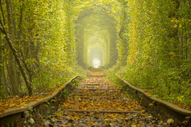 Foto trilhos torcidos no túnel ucraniano do amor em klevan.