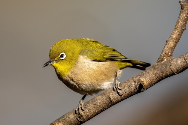 Foto trillernder whiteeye oder japanease whiteeye vogel, der auf dem ast sitzt