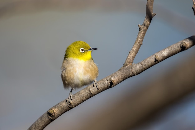 Foto trillernder whiteeye oder japanease whiteeye vogel, der auf dem ast sitzt