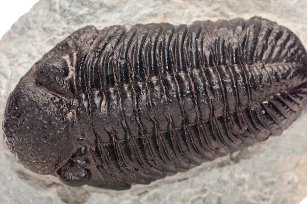 Foto trilobit, elrathia kingii