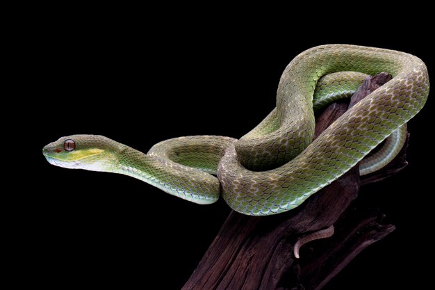 Trimeresurus albolabris closeup em galho, cobra víbora indonésia closeup