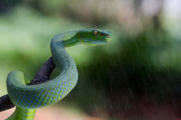 Trimeresurus albolabris Grüne Grubenotter oder Asiatische Grubenotter