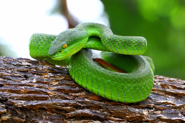 Trimeresurus albolabris, weißlippige Inselschlangen, Fauna, grüne Vipernschlangen