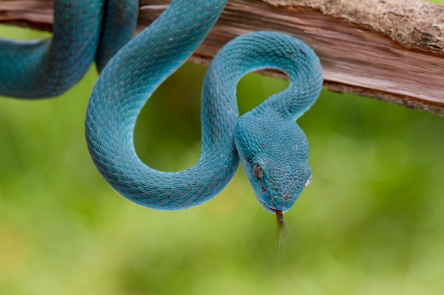 Trimeresurus insularis.Blaue Vipernatter auf Ast