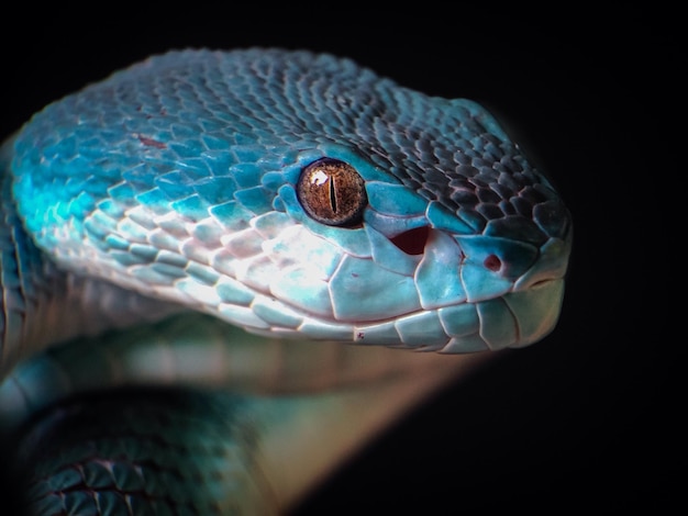 Foto trimeresurus insularis cabeza azul