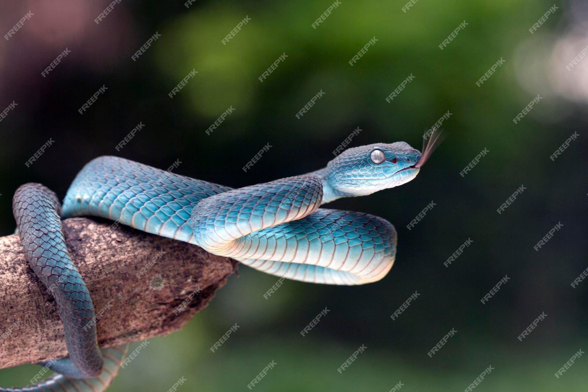 Cobras víbora procuram presas no galho cobra azul insularis