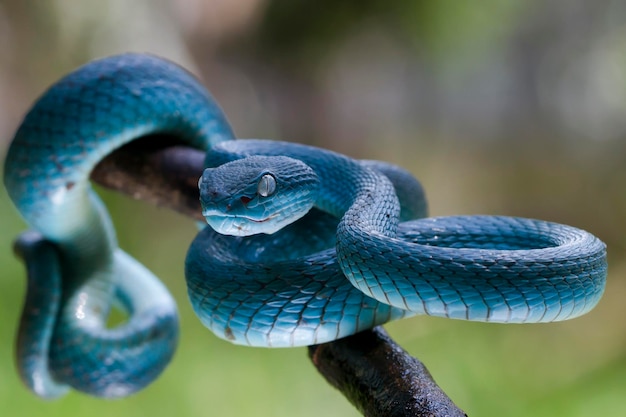 Trimeresurus insularis. cobra de víbora azul no galho