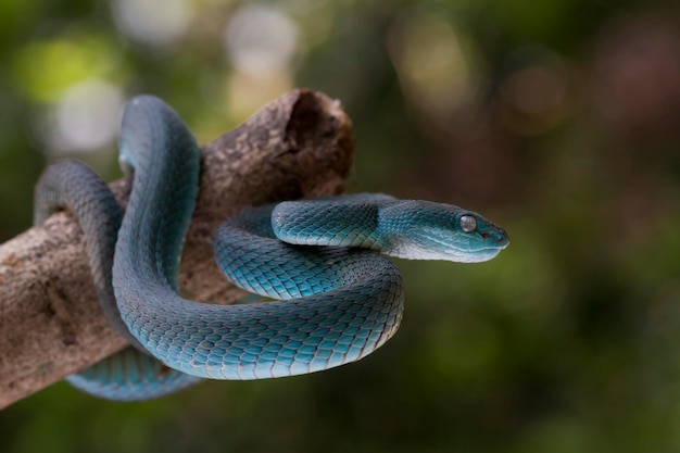 Trimeresurus insularis.serpiente víbora azul en la rama