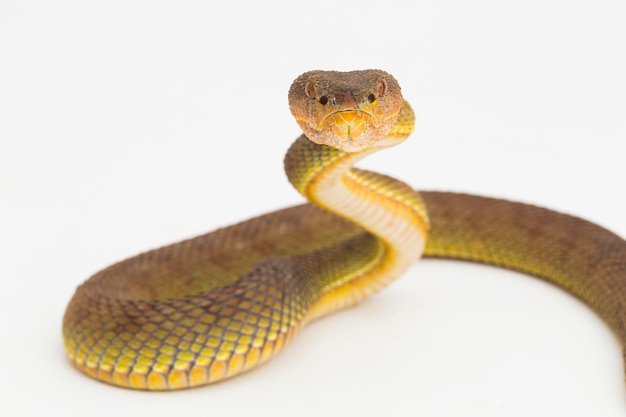 Foto trimeresurus purpureomaculatus serpiente de víbora de manglares o víbora de orilla aislada en blanco