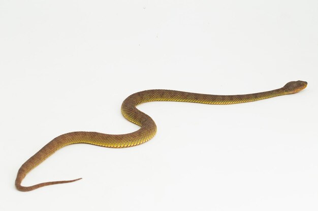 Foto trimeresurus purpureomaculatus serpiente de víbora de manglares o víbora de orilla aislada en blanco