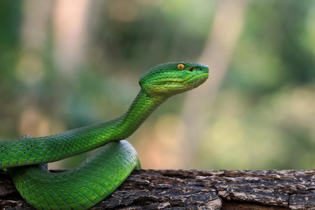 Trimisurus albolabris grüne Schlangennahaufnahme auf Zweigtiernahaufnahme