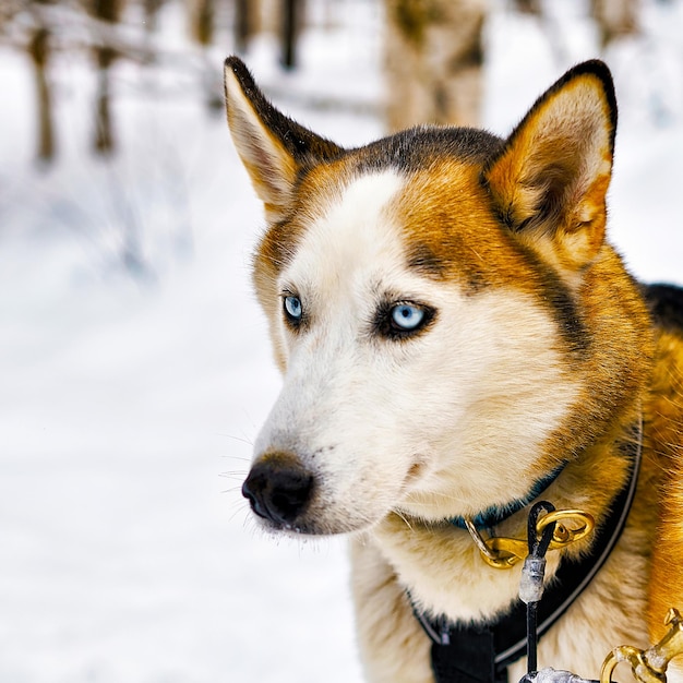 Trineo de perros de la familia Husky en invierno Rovaniemi de Finlandia de Laponia. Paseo en trineo tirado por perros en Noruega. Trineos de animales en una granja finlandesa después de Navidad. Diversión en trineo. Safari en trineo y paisaje de Alaska.