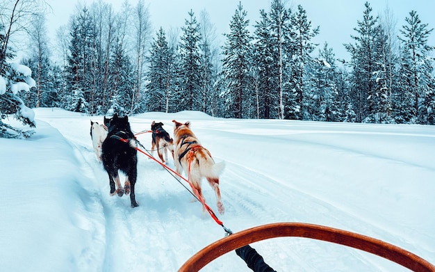 Trineo de perros de la familia Husky en invierno Rovaniemi de Finlandia de Laponia. Paseo en trineo tirado por perros en Noruega. Trineos de animales en una granja finlandesa después de Navidad. Diversión en trineo. Safari en trineo y paisaje de Alaska.