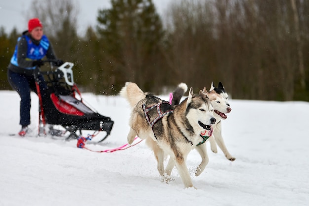 Trineo de perros mushing en invierno