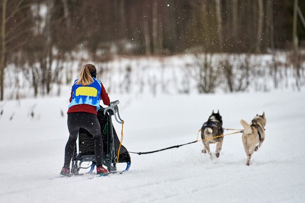 Trineo de perros mushing en invierno