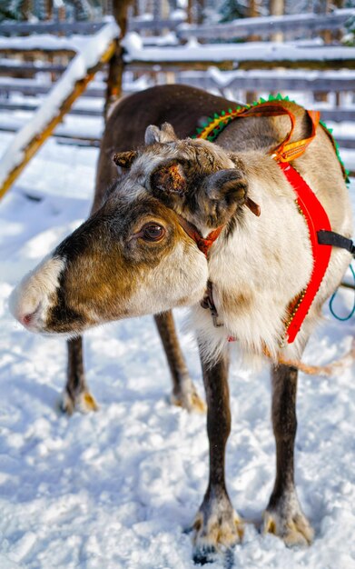 Trineo de renos en Finlandia en Rovaniemi en la granja de Laponia. Trineo de Navidad en trineo de invierno safari con nieve Polo norte ártico finlandés. Diversión con animales Saami de Noruega.