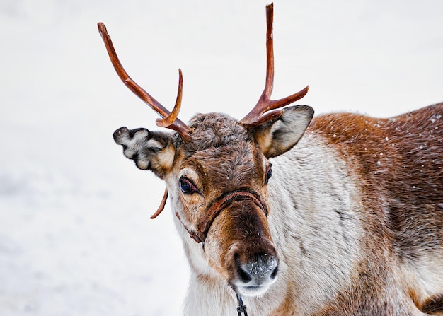 Trineo de renos en Finlandia en Rovaniemi en la granja de Laponia. Trineo de Navidad en trineo de invierno safari con nieve Polo norte ártico finlandés. Diversión con animales Saami de Noruega.