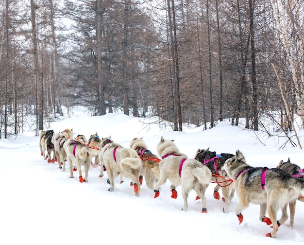 El trineo tirado por perros en un paisaje invernal