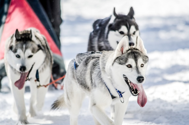 Trineos tirados por perros. Siberian Husky trineo de perros en arnés.