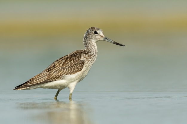 Tringa nebularia-verde comum em pé e se alimentando na água