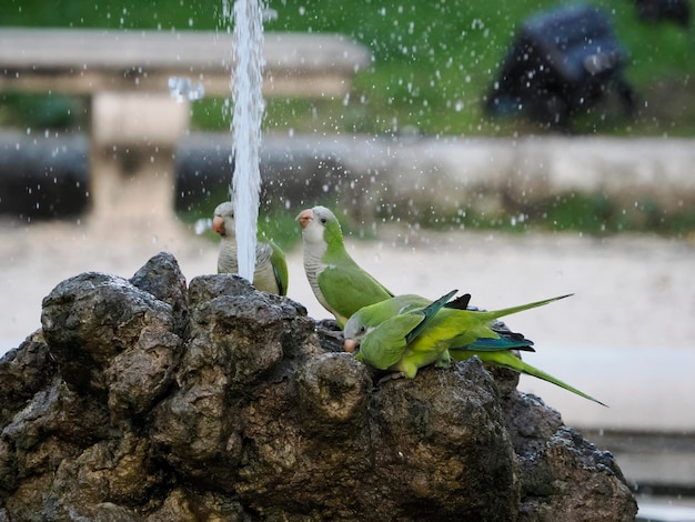 Trinkwasser der grünen Papageien in botanischen Gärten Roms