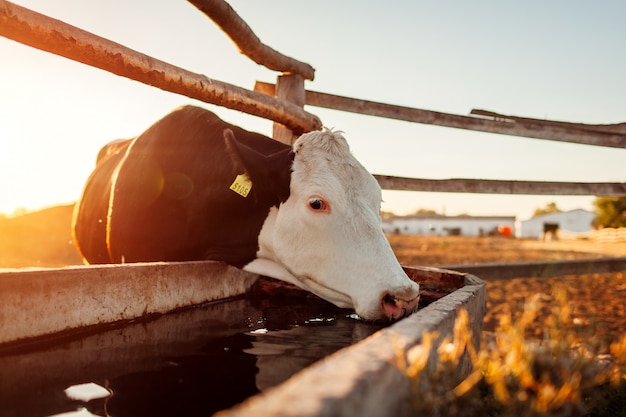 Trinkwasser der Kuh auf Bauernhofyard bei Sonnenuntergang. Vieh, das draußen in Landschaft geht.