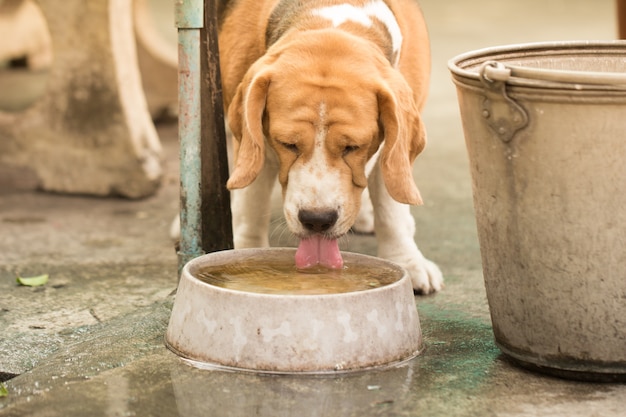 Trinkwasser des Hundes von einer Schüssel