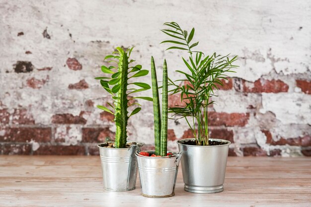 Trío de bonitas plantas de interior en macetas de metal con fondo de pared de ladrillo pelado