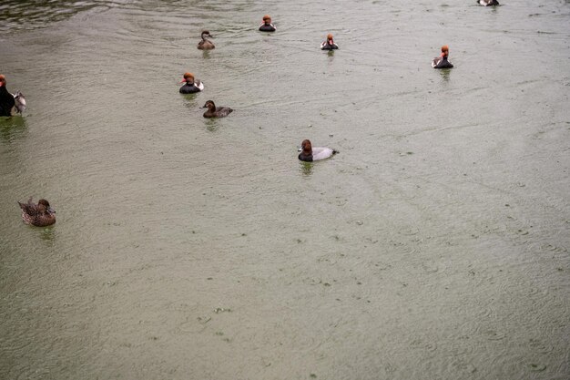 Trio de patos pochard de cruz vermelha em águas tranquilas