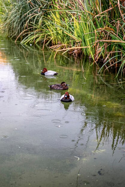 Trio de patos Pochard de Cruz Vermelha em Águas Tranquilas