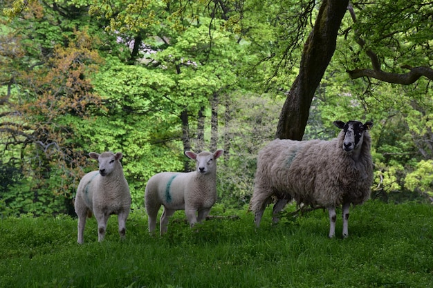 Trío de ovejas en una arboleda