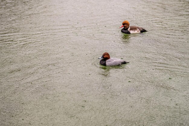 Foto un trío de patos pochard de la cruz roja en aguas tranquilas